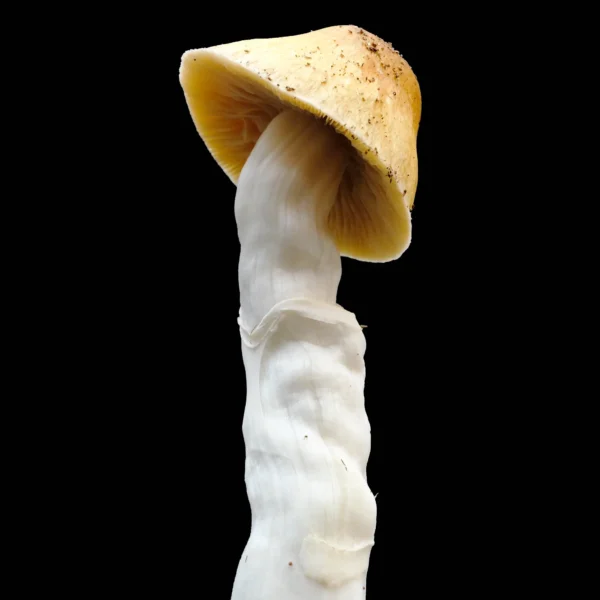 Burma Mushroom