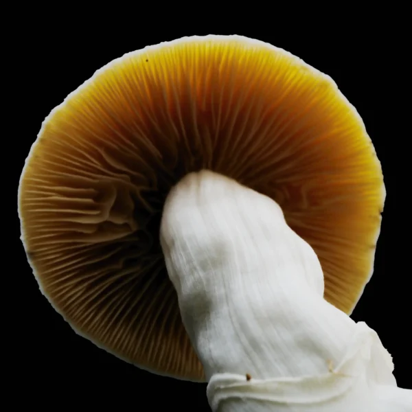 Burma Mushroom Gils