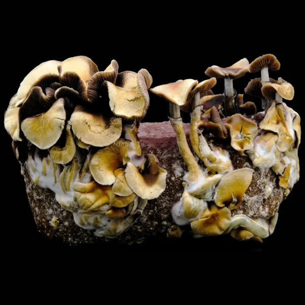 Huautla mushrooms