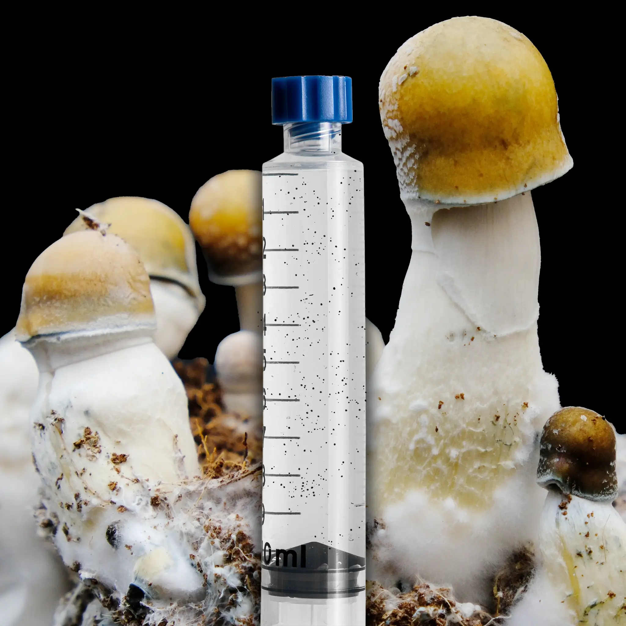 DC Mak Penis Envy Mushroom Isolated Spore Syringe