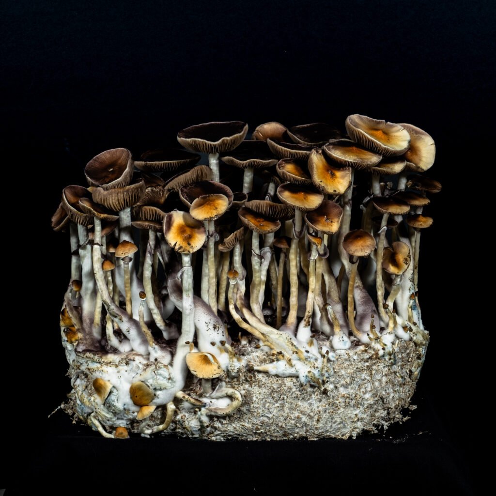 Inca Star Gazer Mushroom growing from substrate lablinksupply.com