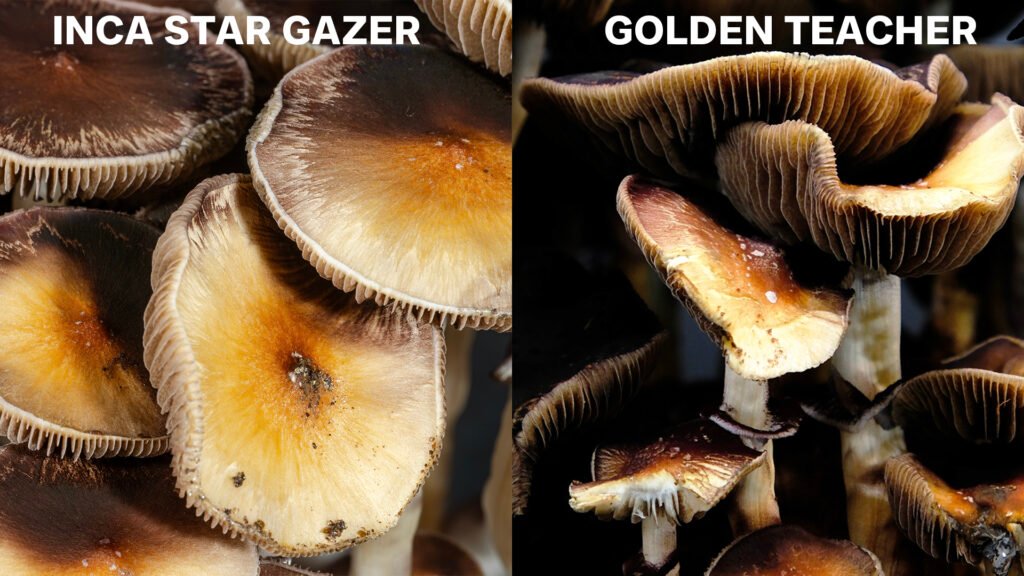 Inca Star Gazer Mushroom, Golden Teacher Mushroom
lablinksupply.com