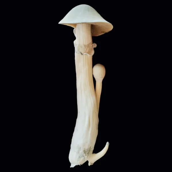 leucistic treasure coast mushroom