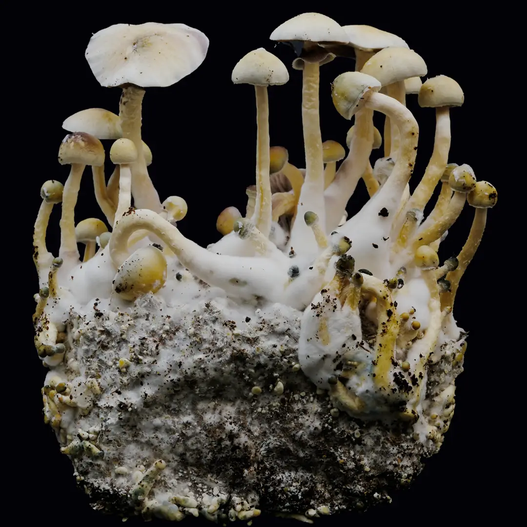 Leucistic Treasure Coast Mushrooms: A Comprehensive Guide