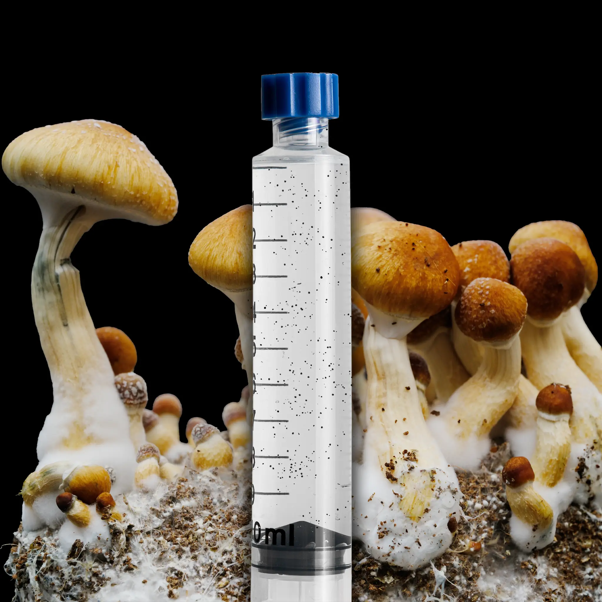 Matias Romero Mushroom Isolated Spore Syringe