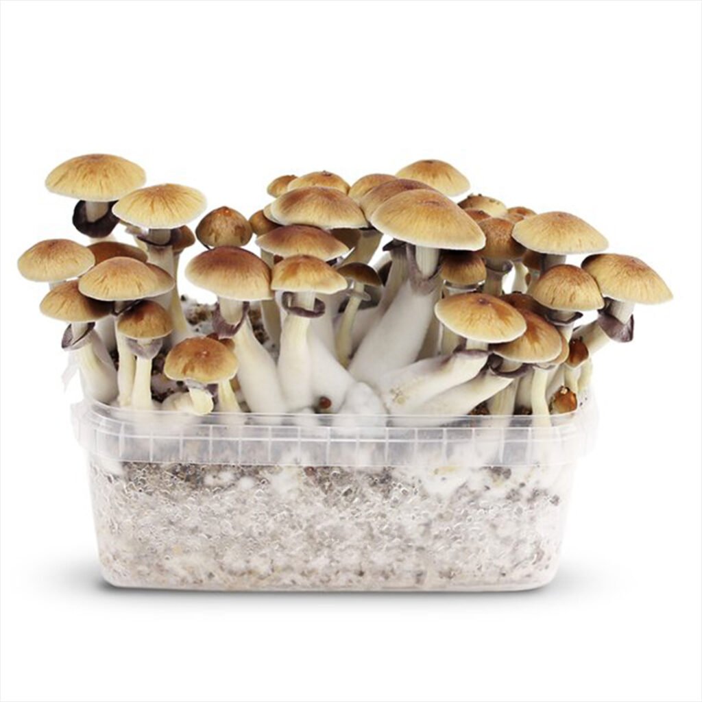 Malabar Coast mushrooms growing in a container