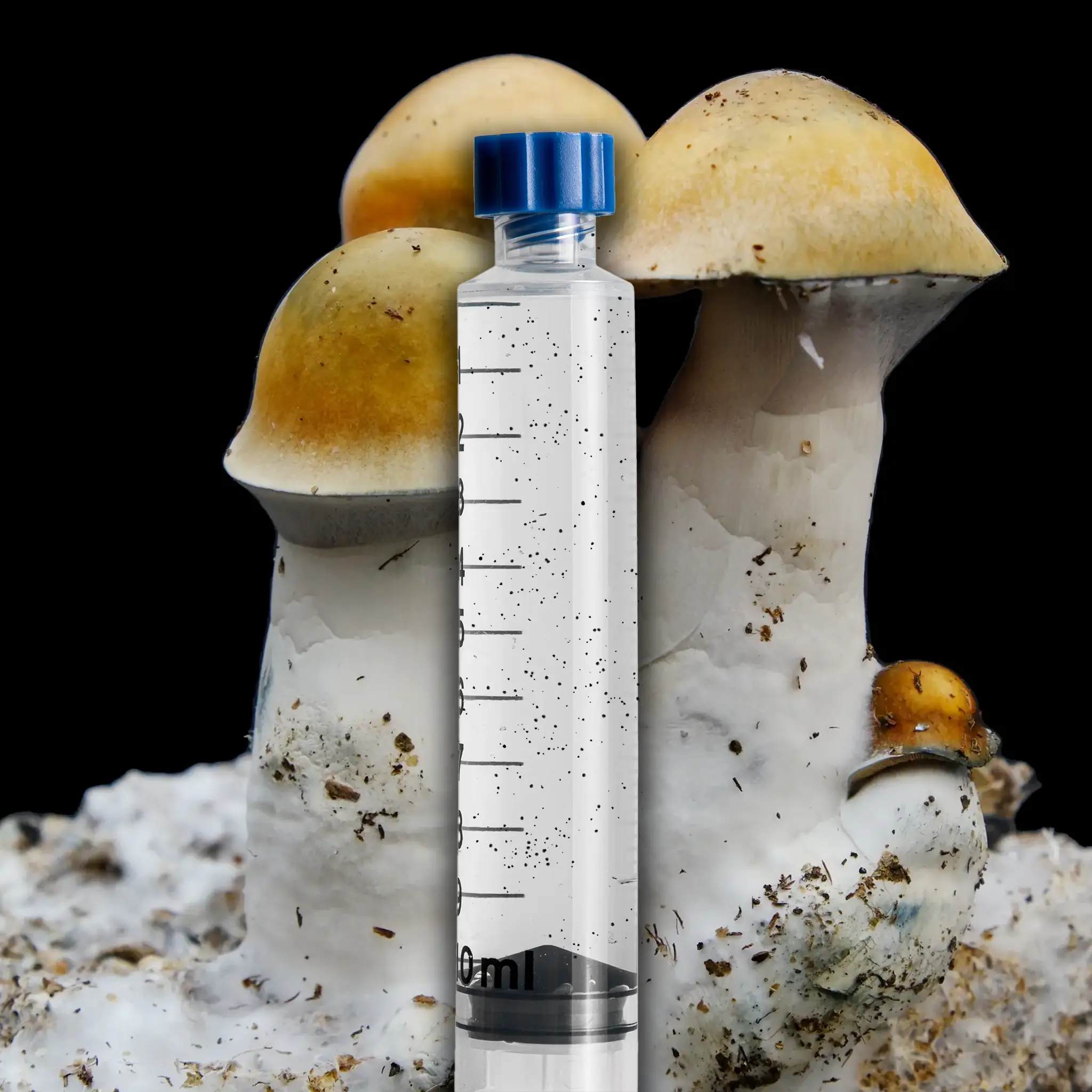 Penis Envy S Mushroom Isolated Spore Syringe