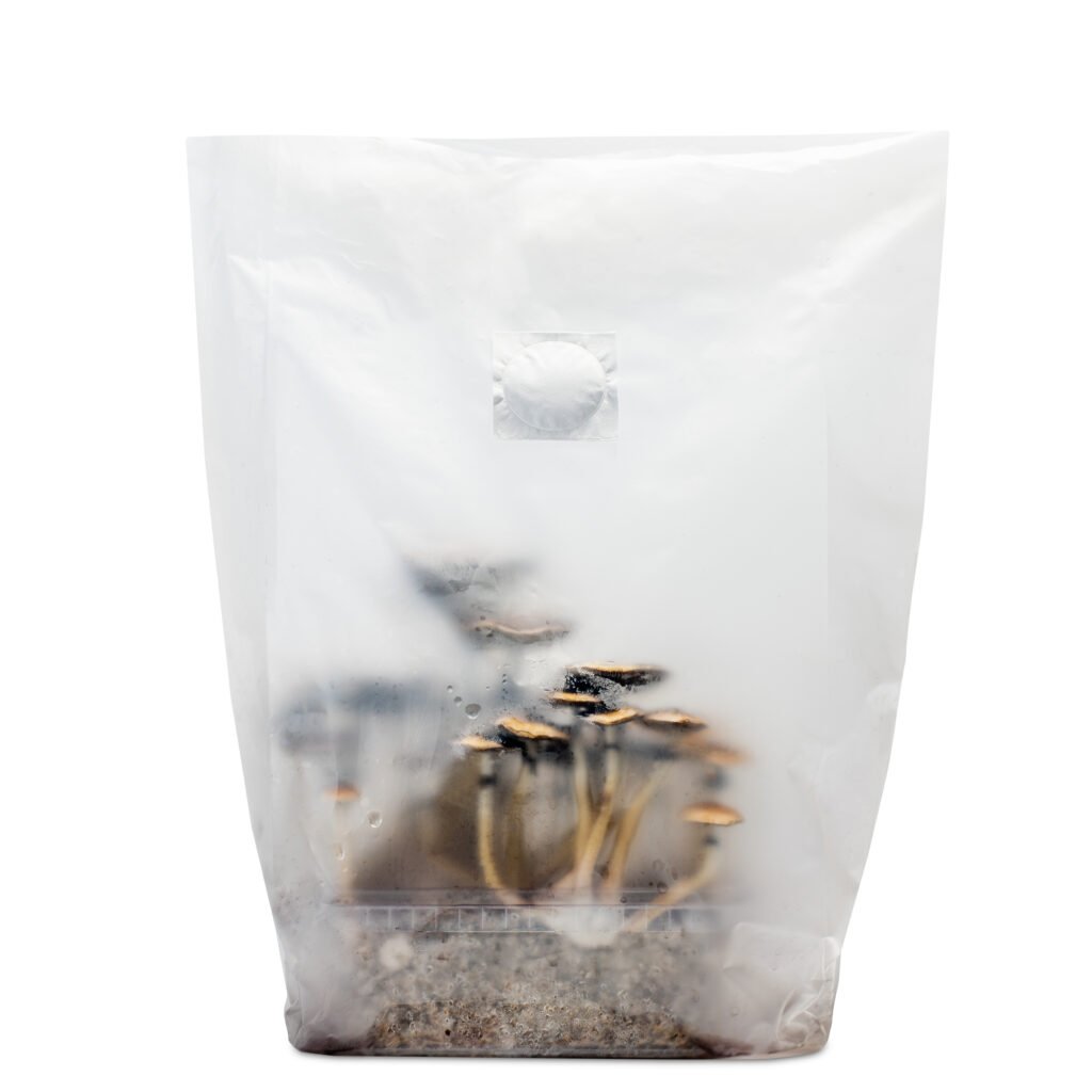 Sealed bag of mushrooms growing from substrate