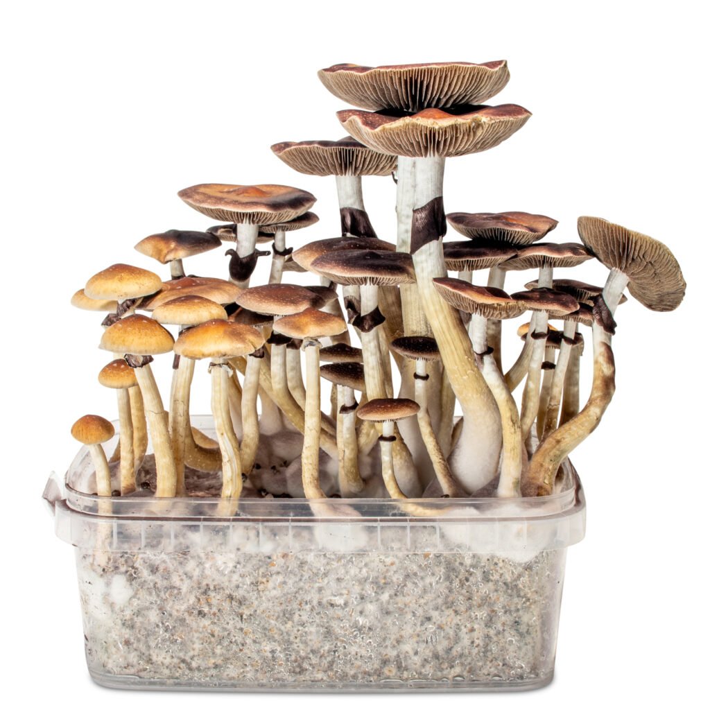 Golden Teacher Mushrooms Growing out of a container 
lablinksupply.com