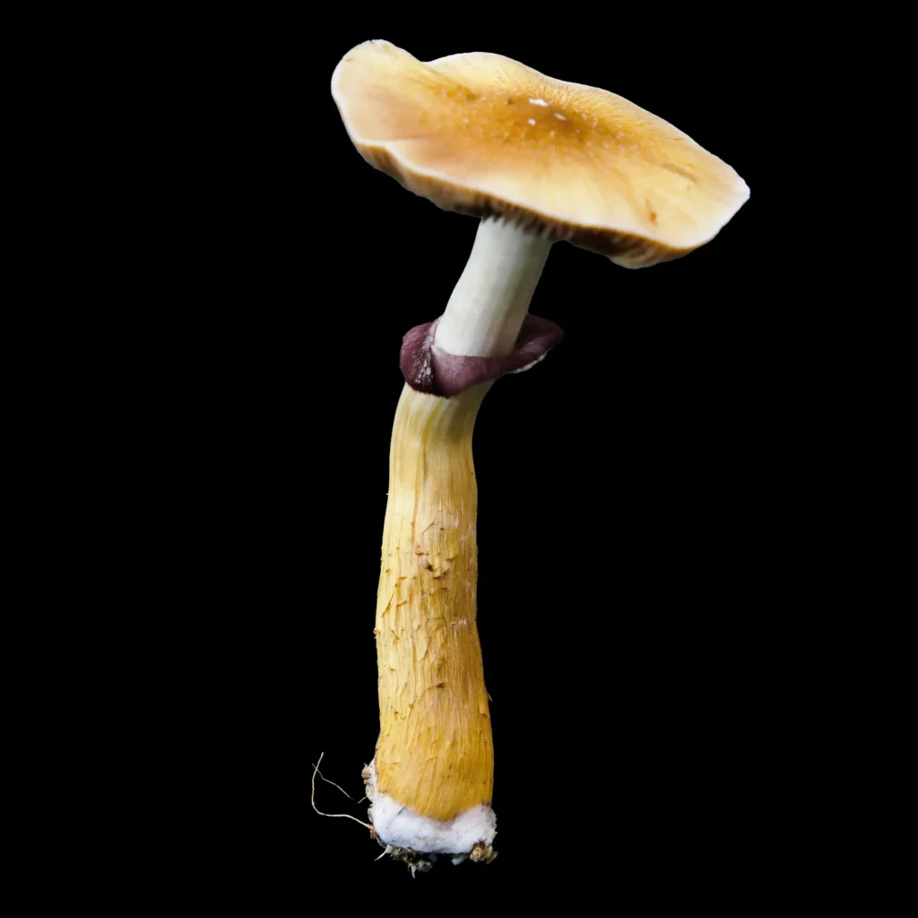 Z Strain Mushroom