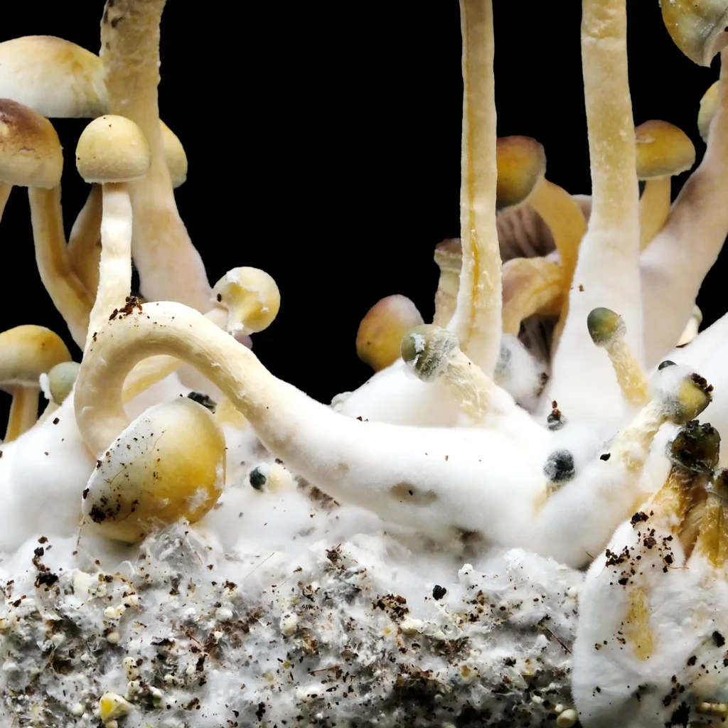 Leucistic Treasure Coast Mushrooms