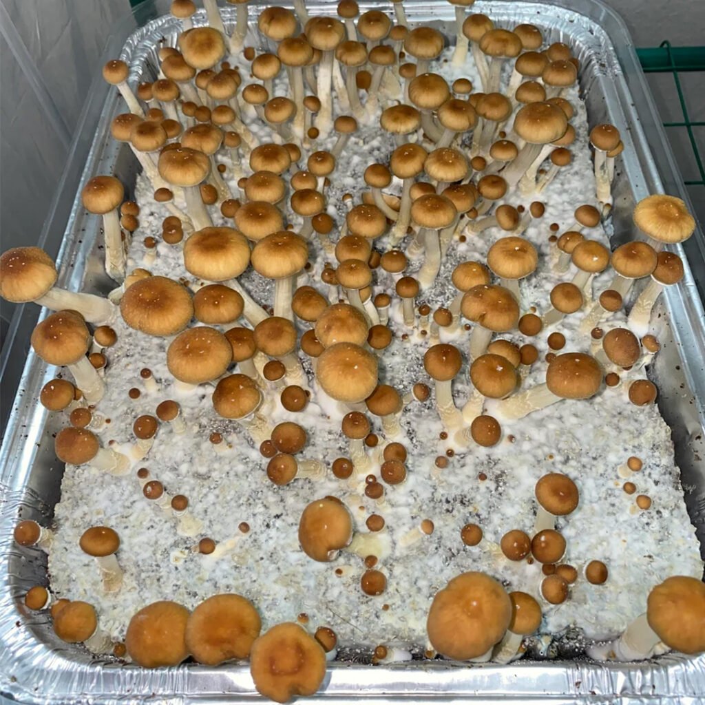 Malabar Coast Mushrooms Growing in a closet 