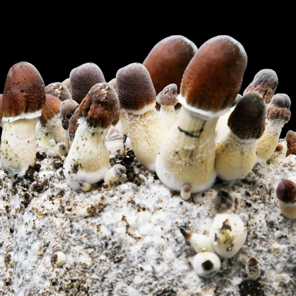 African Transkei Mushroom