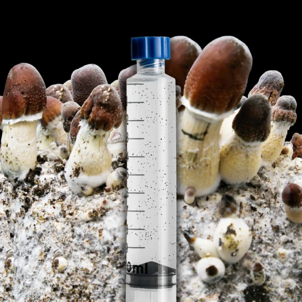 African Transkei Mushroom Spore Syringe