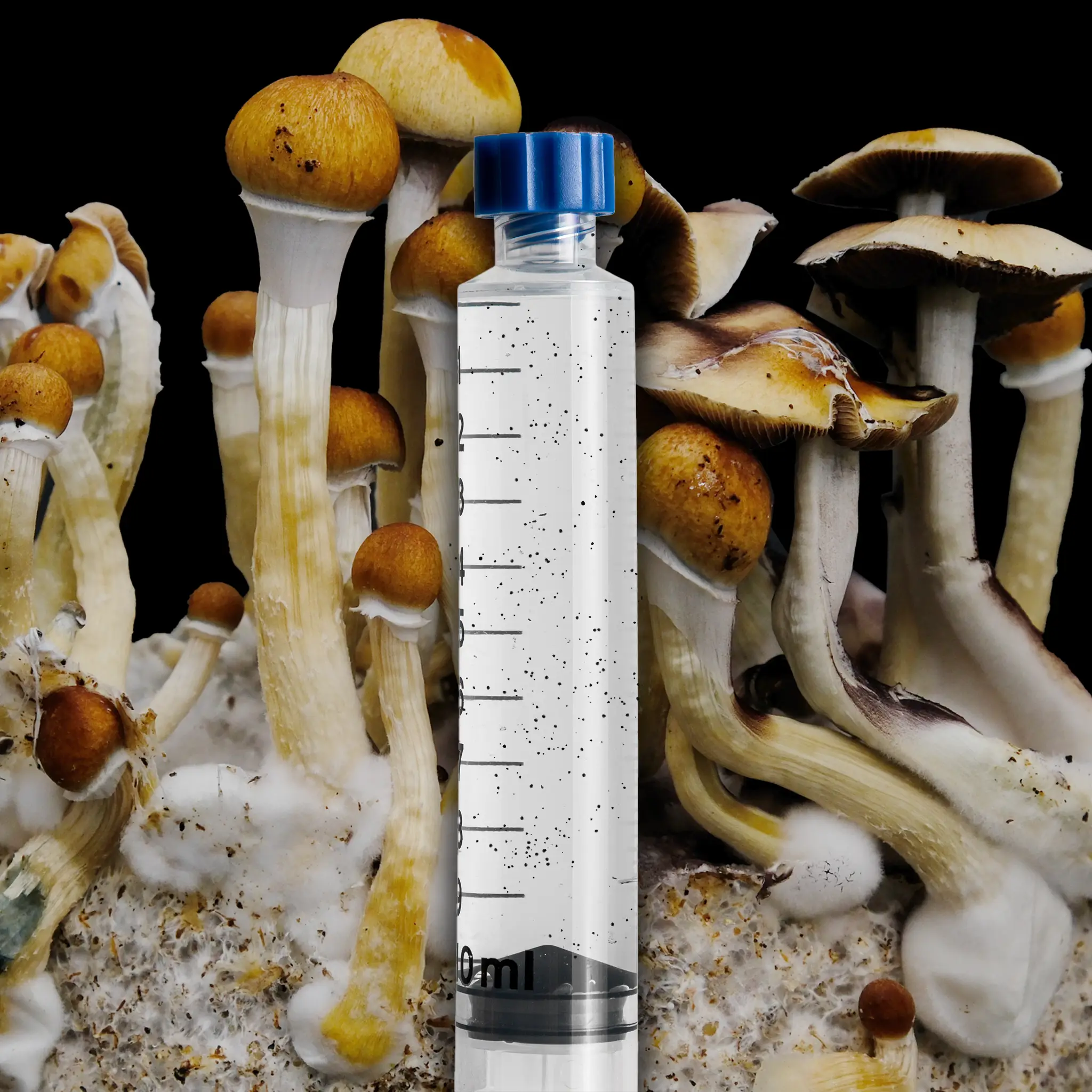 Amazon Mushroom Isolated Spore Syringe