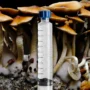 Blue Magnolia Mushroom Isolated Spore Syringe