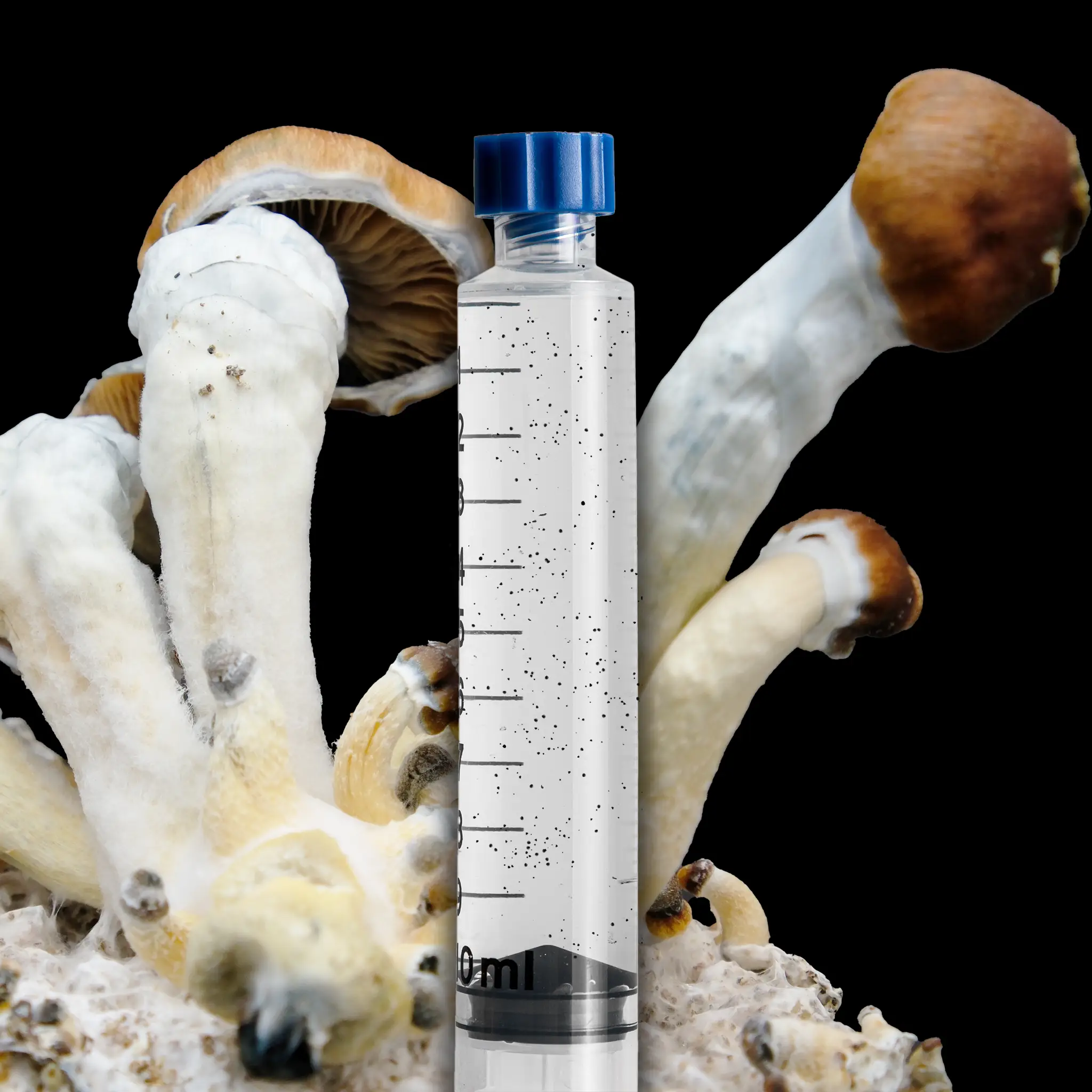 Blue Magnolia Mushroom Isolated Spore Syringe