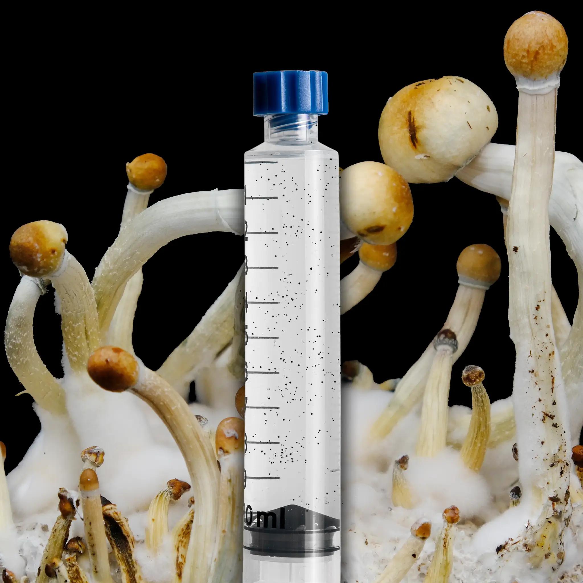 E4k Mushroom Isolated Spore Syringe