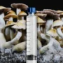 JMF x TAT mushroom spore syringe