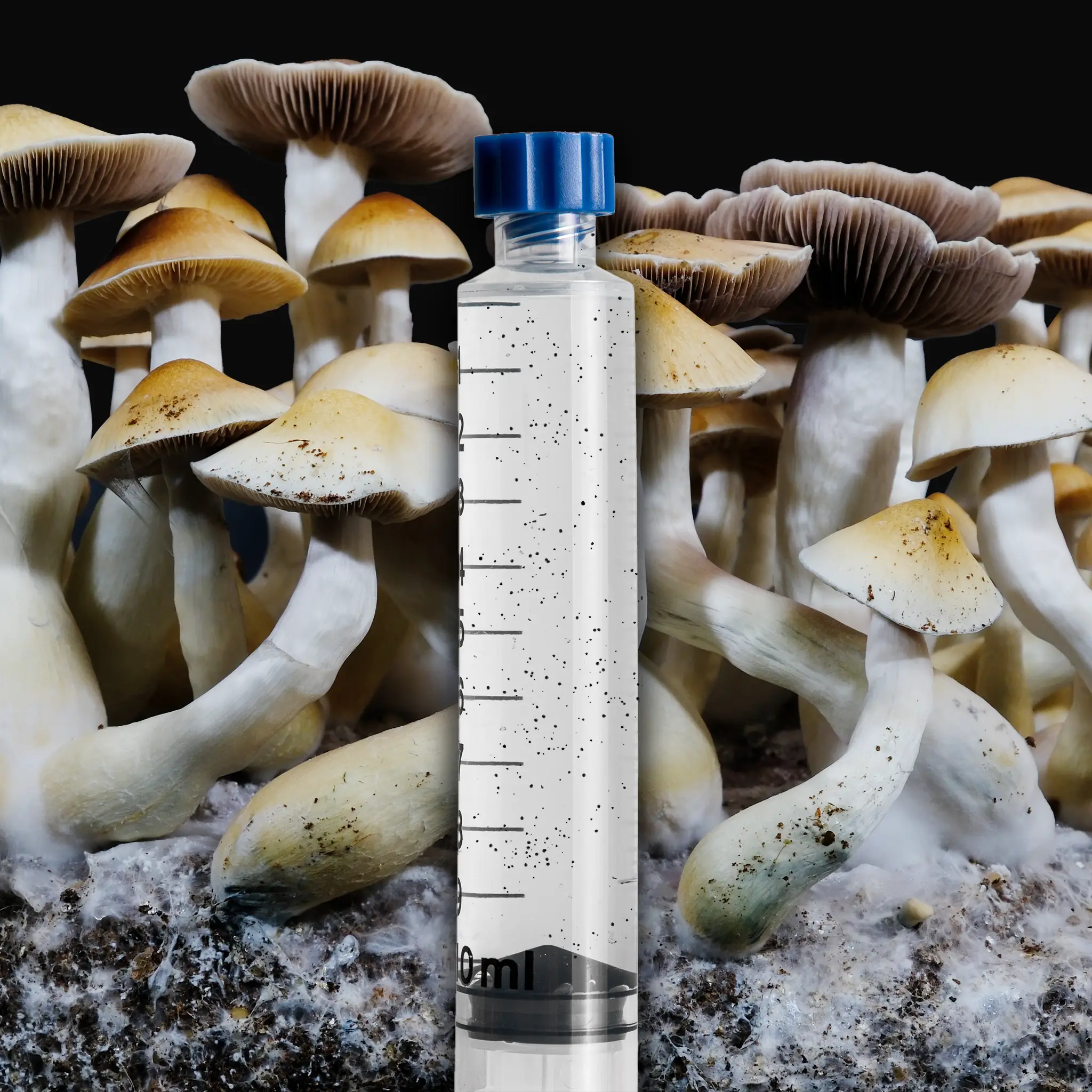 JMF x TAT Mushroom Isolated Spore Syringe