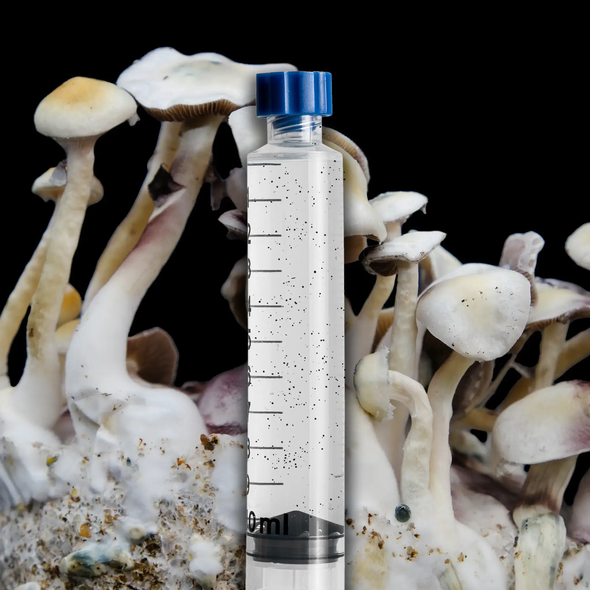 Leucistic Malabar Mushroom Isolated Spore Syringe