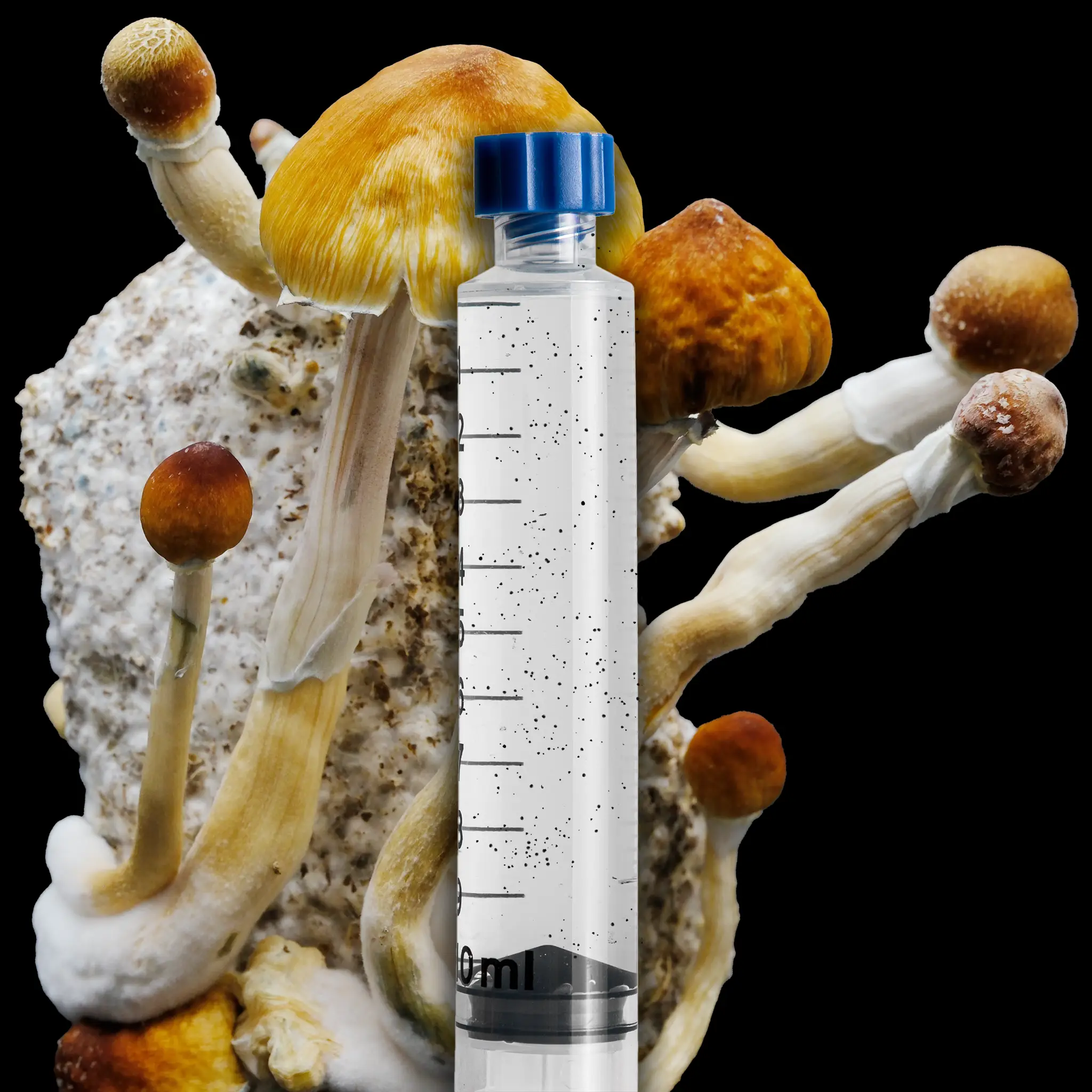 Malabar Coast Mushroom Isolated Spore Syringe