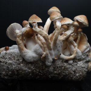 A sterile 10 ml syringe filled with Ecuador strain Psilocybe Cubensis mushroom spores, featuring a clear barrel and a removeable cap, resting against a black background.