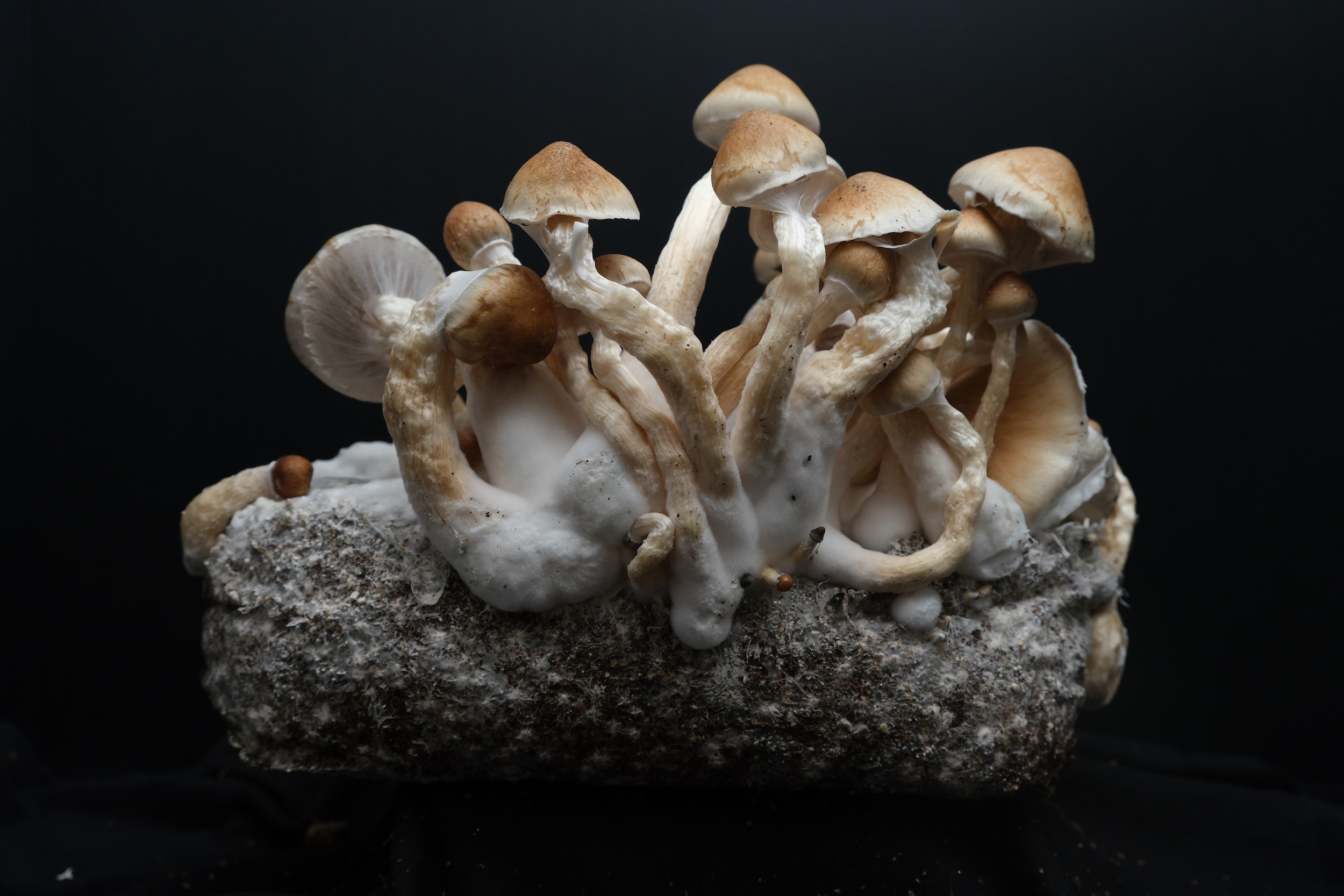 A sterile 10 ml syringe filled with Ecuador strain Psilocybe Cubensis mushroom spores, featuring a clear barrel and a removeable cap, resting against a black background.