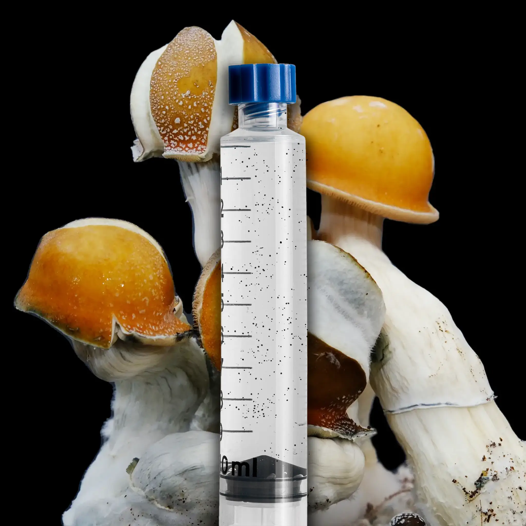 UFO Mushroom Isolated Spore Syringe