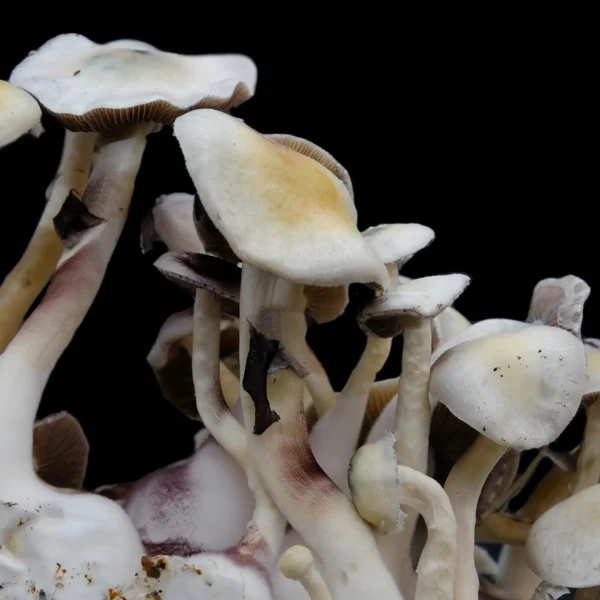 Leucistic Malabar mushroom