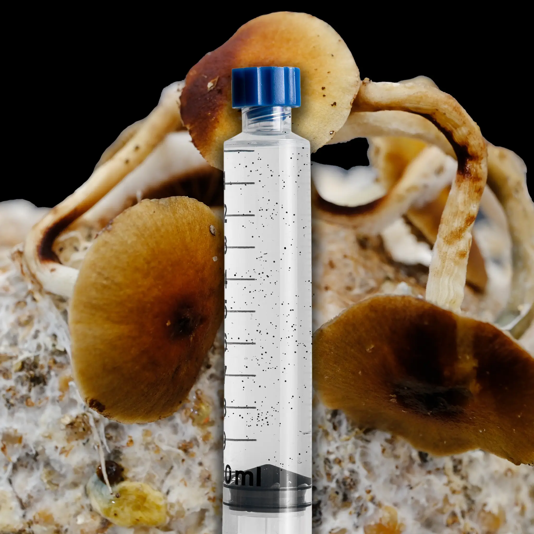 Redboy Mushroom Isolated Spore Syringe