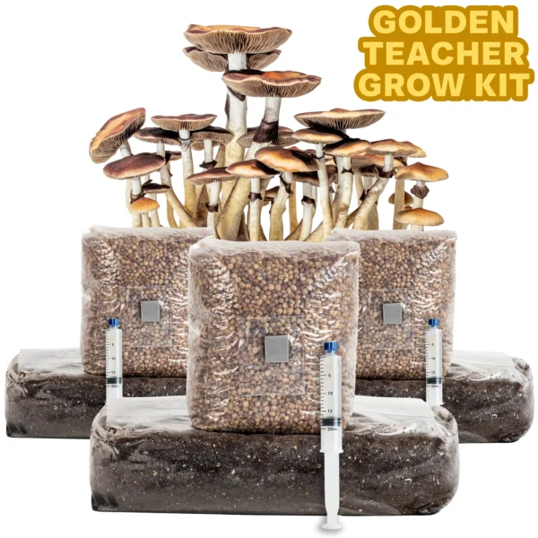 golden teacher mushroom grow kit