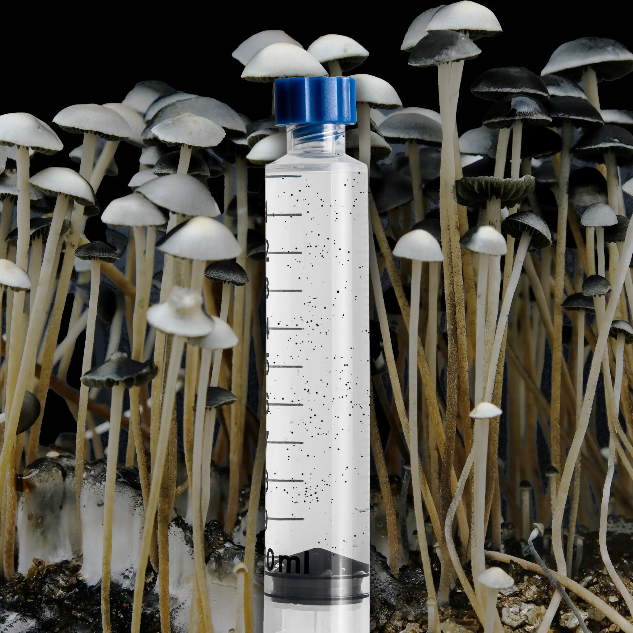 Panaeolus Cyanescens MIB Mushroom Isolated Spore Syringe