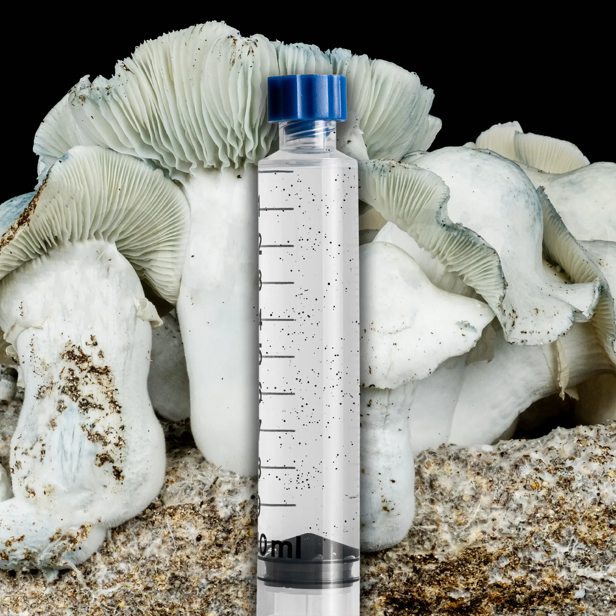 Yeti Mushroom Isolated Spore Syringe