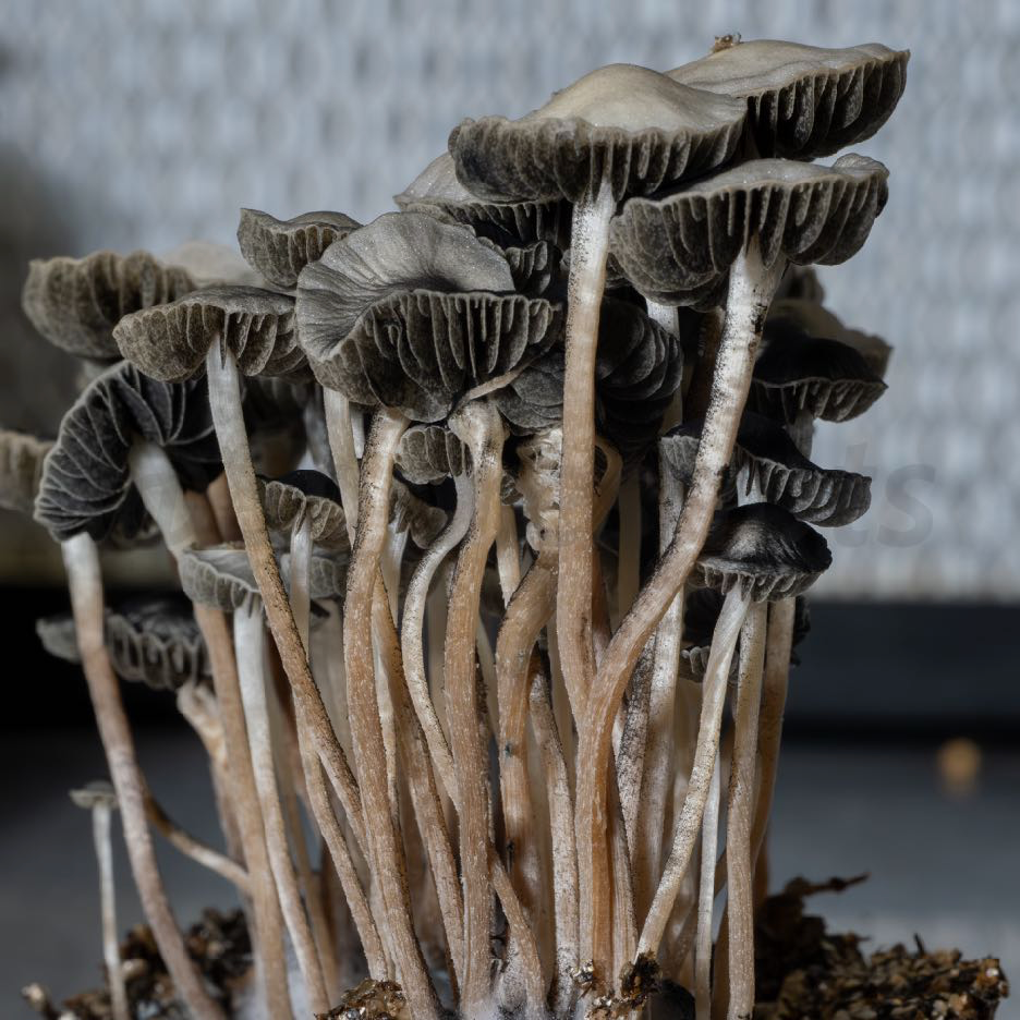 How To Grow Panaeolus Cyanescens Mushrooms