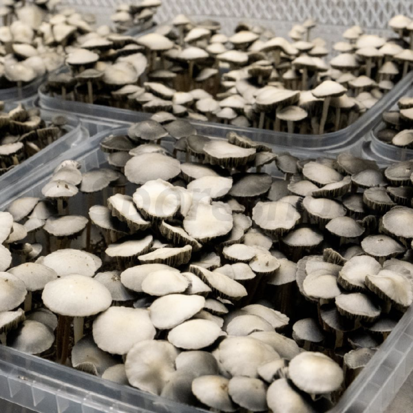 Panaeolus Cyanescens mushrooms