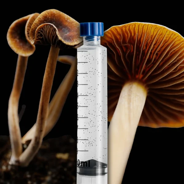 Mexicana Mushroom Spore Syringe