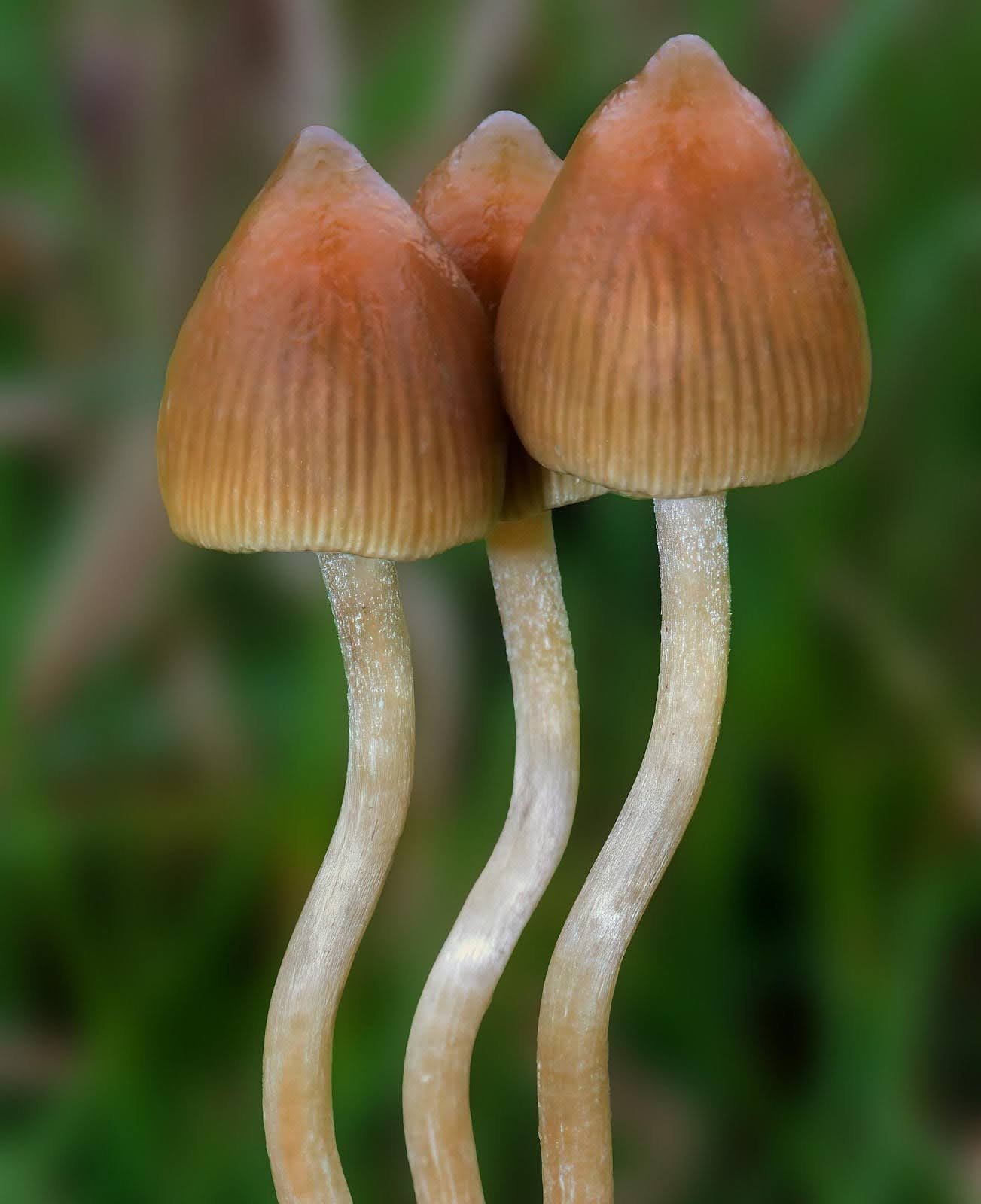 Liberty Caps Aka Psilocybe Semilanceata