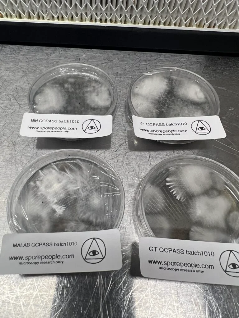 mycelium growth on agar plate