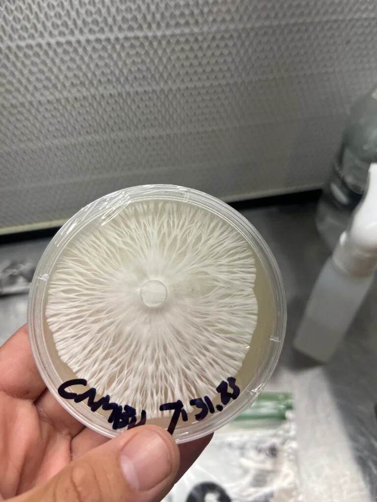 mycelium growth on agar dish