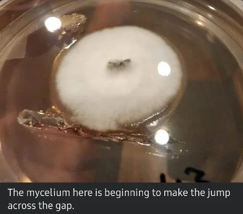 water agar with mycelium growth