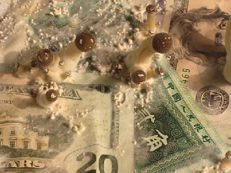 Golden Teacher Psilocybe Mushrooms growing on money