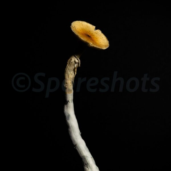 Mazatapec Spore Print - Image 2