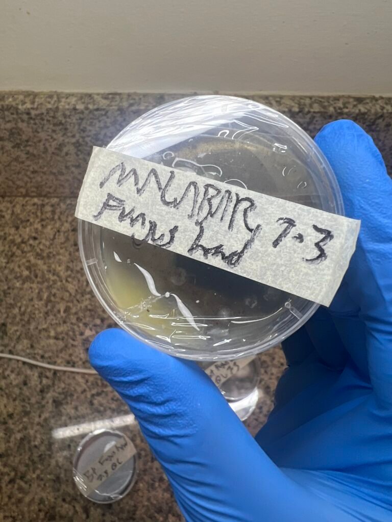 yellow mold contamination on agar