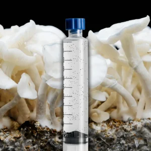 A full canopy of Albino Jedi Mind Fuck Mushrooms, fully matured with a black background