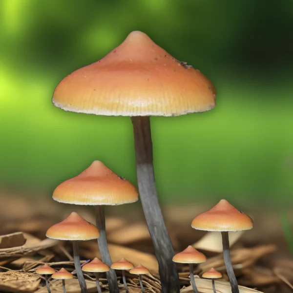 Psilocybe Azurescens Spore print