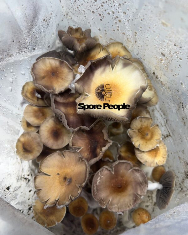 Purple Mystic Spore Print - Image 5