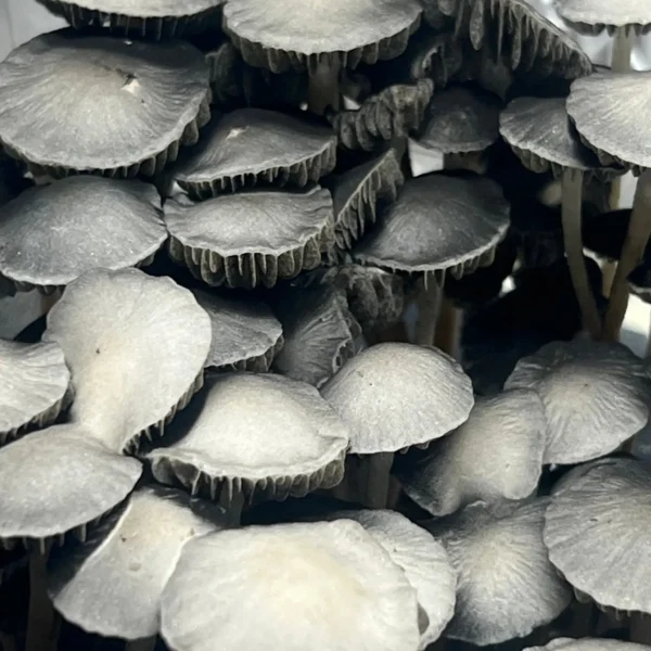 Blue Meanie Spore Syringe - Cubensis - Image 4