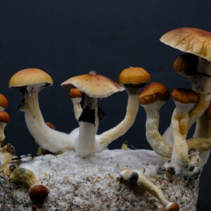 taman negara spore syringe