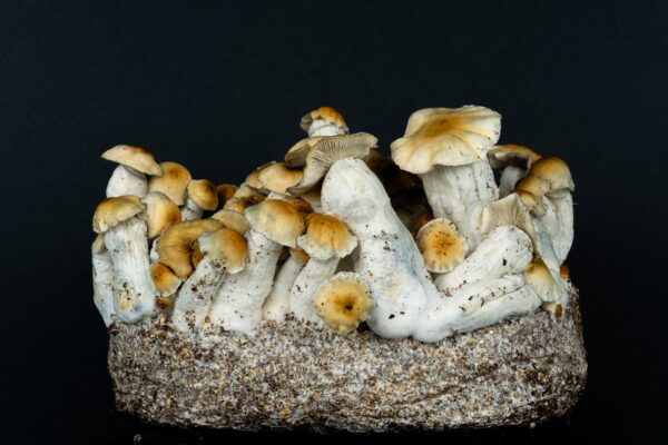 Hillbilly Mushroom Spore Syringe - Image 6